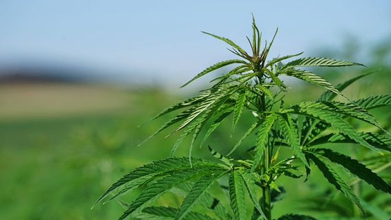 Das Bild zeigt eine Cannabis-Pflanze auf einem Feld. © IMAGO / Kay-Helge Hercher Foto: Kay-Helge Hercher