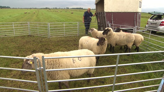Ein Schäfer schaut auf seine Schafe. © NDR 