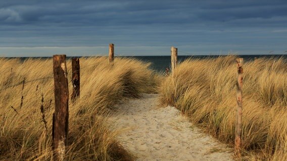 Durch die Dünen führt ein absteckter Sandweg zum Meer. © Franziska Kolm Foto: Franziska Kolm