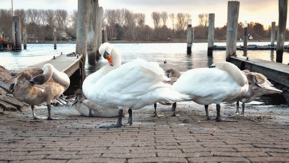 Schwäne am Ufer des Wassers. © Frank Märtens Foto: Frank Märtens