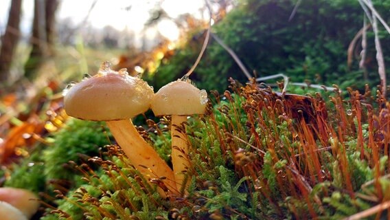 Nahaufnahme von zwei Pilzen in der Natur © Monika Wagenführ Foto: Monika Wagenführ