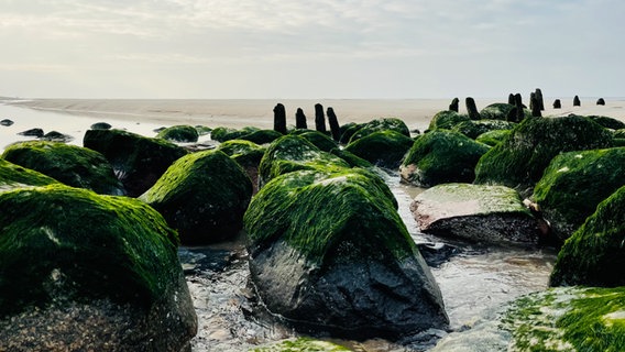 Mehrere bemooste Steine liegen am Strand. © Gaby Voß Foto: Gaby Voß