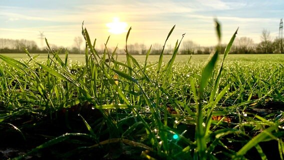 Morgentau sammelt sich in den Grashalmen, die Sonne geht im Hintergrund auf. © Erik Günzler Foto: Erik Günzler