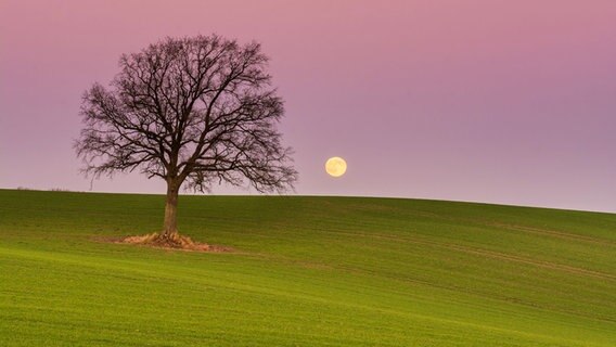 Der Mond geht hinter einem grünen Feld und einem einzelnen Baum auf, der Himmel ist rosa gefärbt. © Johannes Rahe-Dechant Foto: Johannes Rahe-Dechant