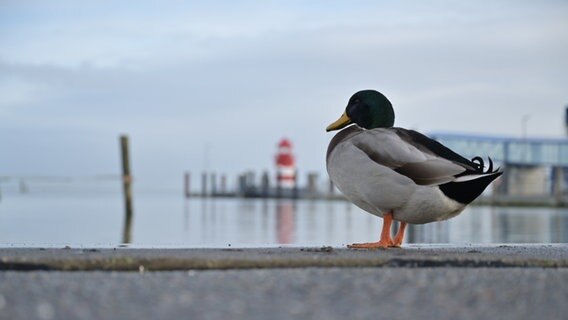 Ein Stockentenerpel sitzt am Hafenbecken © Ralf Horstmann Foto: Ralf Horstmann