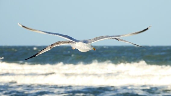 Eine Möwe fliegt über das Wasser. © Susanne Kreding Foto: Susanne Kreding