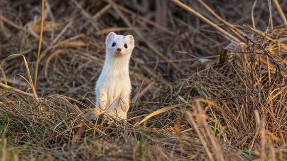 Ein Hermelin hält sitzend auf einer Wiese Ausschau. © Peter Kuhr Foto: Peter Kuhr