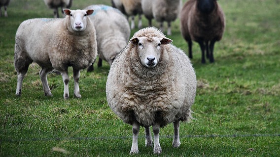 Ein Schaf mit sehr dichtem Fell steht auf der Wiese. © Grit Esche Foto: Grit Esche