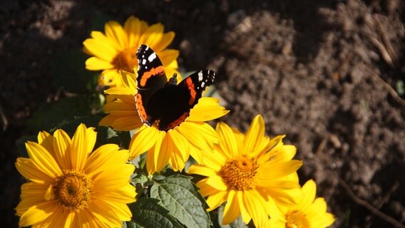Ein Schmetterling sitzt auf einer Sonnenblume. © Anke Doerks Foto: Anke Doerks