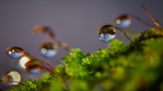 Wassertropfen auf Moos © Andreas Gabriel Foto: Andreas Gabriel