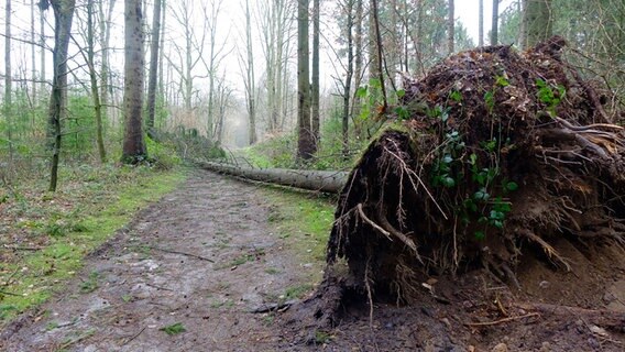 Ein entwurzelter Baum liegt auf dem Waldweg. © Martin Krüger Foto: Martin Krüger