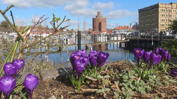 Blüten sprießen aus der Erde, im Hintergrund ist der Eckernförder Hafen zu sehen © Mette Larsen-Becher Foto: Mette Larsen-Becher