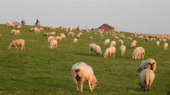 Viele Schafe auf dem Deich in Nordfriesland © Johann-Georg Carstensen Foto: Johann-Georg Carstensen