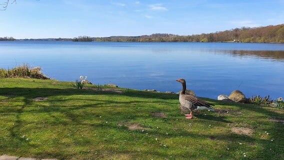 Eine einzelne Gans steht am Ufer eines Sees © Inga Beckmann Foto: Inga Beckmann