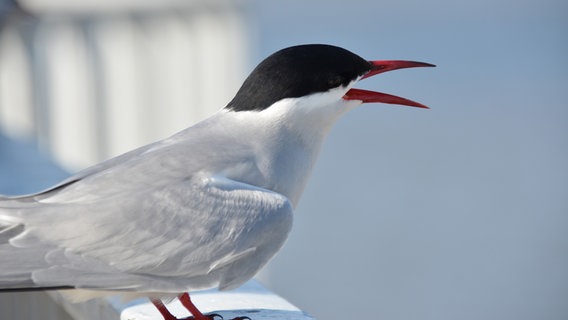 Nahaufnahme einer Küstenseeschwalbe Nahaufnahme einer Küstenseeschwalbe © Lothar Scherber Foto: Lothar Scherber