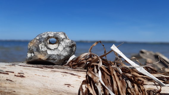 Ein Hühnergott liegt am Strand der Halbinsel Holnis © Axel Greve Foto: Axel Greve