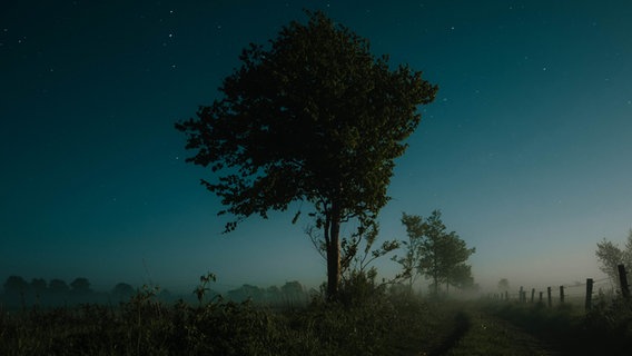 Ein Baum  an einem Feldweg, bei Nacht fotografiert © Sören Bergmann Foto: Sören Bergmann