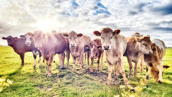 Mehrere Kühe stehen auf einem Feld und schauen über einen Stromzaun in die Kamera. Eine Kuh rechts frist Gras. © Michaela Peter Foto: Michaela Peter