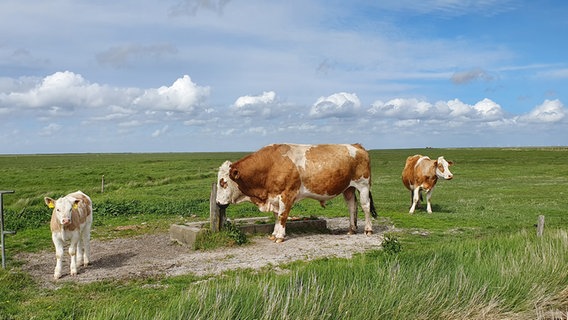 Zwei Kühe und ein Kalb stehen unter freiem Himmel auf einer Wiese © Renate Utecht Foto: Renate Utecht