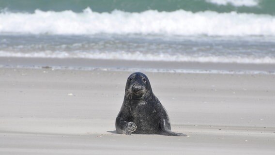 Eine Robbe liegt am Strand von Helgoland © Birgit Warnck Foto: Birgit Warnck