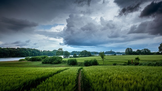 Dunkle Wolken sammeln sich über einem Getreidefeld © Jens Kube Foto: Jens Kube