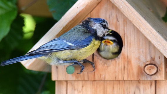 Eine Blaumeise füttert ihr Junges im Nistkasten © Michael Schmidt Foto: Michael Schmidt