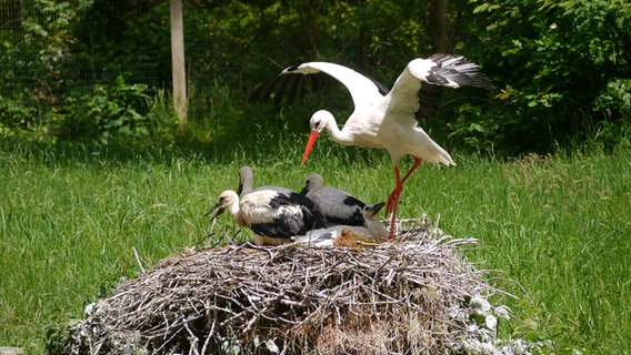 Ein Weißstorch landet im Nest mit vier Jungen © Karsten Paulsen Foto: Karsten Paulsen