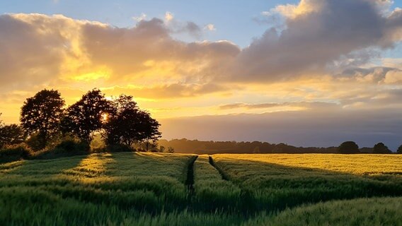 Sonnenuntergang über einem Getreidefeld © Annette Johannsen Foto: Annette Johannsen