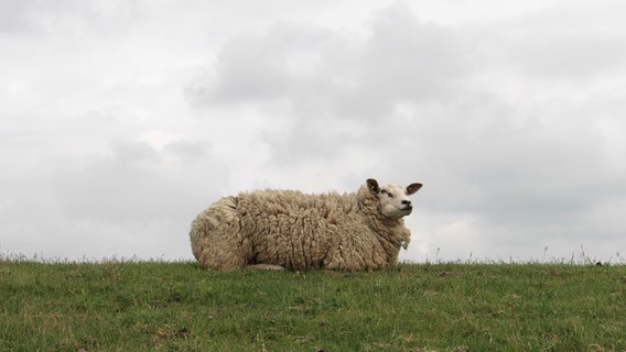 Ein Schaf liegt am Deich auf einer Wiese. © Konstantin Guba Foto: Konstantin Guba