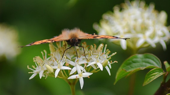 Nahaufnahme eines Schmetterlings auf einer Blume. © Michael Schmidt Foto: Michael Schmidt