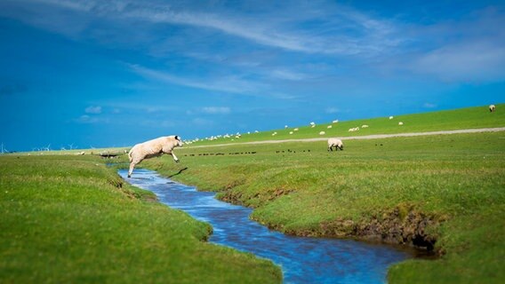 Ein Schaf fotografiert im Sprung über einen Fluss. Im Hintergrund sind weitere Schafe beim grasen zu sehen. © Olaf Pinn Foto: Olaf Pinn