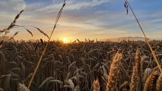 Ein Weizenfeld bei Sonnenaufgang © Kay Dibbert Foto: Kay Dibbert