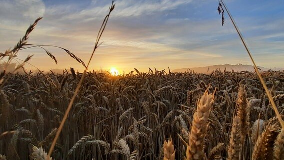 Ein Weizenfeld bei Sonnenaufgang © Kay Dibbert Foto: Kay Dibbert