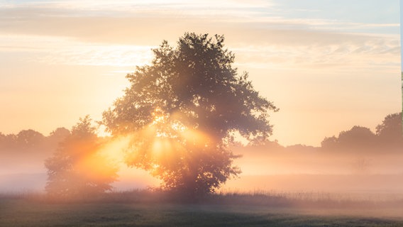 Ein morgendliches Feld, Sonnenstrahlen scheinen durch einen Baum. © Yannick Jorzik-Brzelinski Foto: Yannick Jorzik-Brzelinski