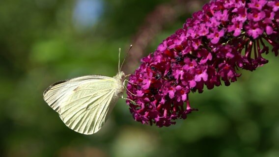 Ein Kohlweissling auf einem Schmetterlingsflieder. © Holger Langhage Foto: Holger Langhage