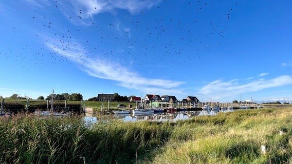 Eine Vogelschar am Himmel über dem Neufelder Hafen. © Ursula Andresen Foto: Ursula Andresen