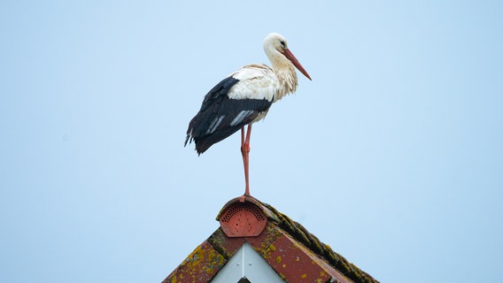 Ein Storch steht auf einem Ziegeldach. © Melf Harder Foto: Melf Harder