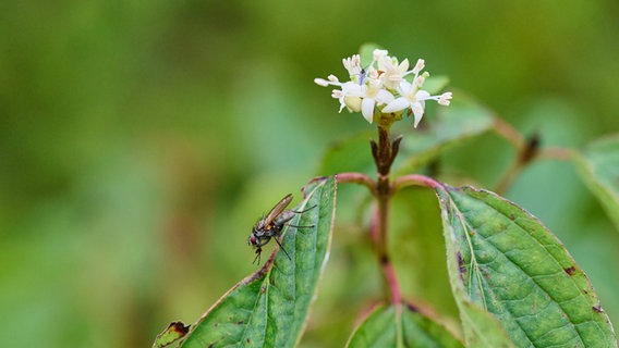Eine Fliege sitzt auf dem Blatt einer Blume und putzt sich. In der Blüte sitzt ein weiteres kleines Tier. © Werner Wegner Foto: Werner Wegner