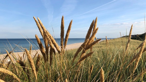 Dünengras wächst auf einer Düne auf Sylt. Im Hintergund sieht man den Strand und das Meer. © Cornelia Göricke-Penquitt Foto: Cornelia Göricke-Penquitt