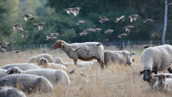 Feldstare fliegen über einer Herde Scharfe im Naturschutzgebiet Barker Heide. © Niko Bruhn Foto: Niko Bruhn