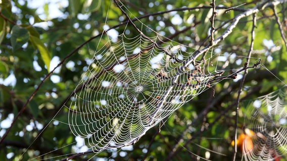 Ein großes Spinnennetz hängt im Kirschbaum. © Dr. Norbert Langfeldt Foto: Dr. Norbert Langfeldt