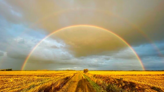 Ein Regenbogen am Himmel über einem Feld. © Carolin Meinhardt Foto: Carolin Meinhardt