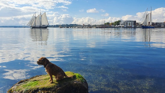 Ein Hund sitzt auf einem Stein im Meer, im Hintergrund fährt ein Schiff vorbei. © Helga Rabe Foto: Helga Rabe
