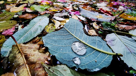 Bunte Herbstblätter auf der Wasseroberfläche des Flusses Dosenbek. © Stefanie Rocek Foto: Stefanie Rocek