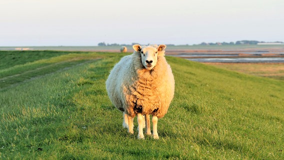 Ein einzelnes Schaf auf einem Deich, welches direkt in die Kamera schaut. © Cordula Sönnichsen Foto: Cordula Sönnichsen