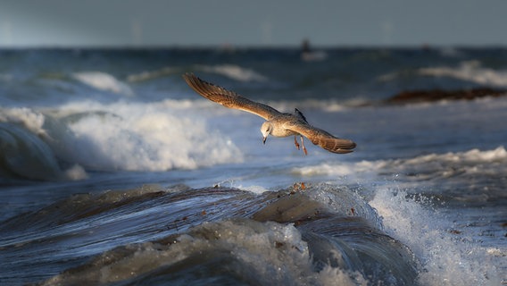 Eine Möwe fliegt auf Futtersuche über Wellen © Andreas Gabriel Foto: Andreas Gabriel