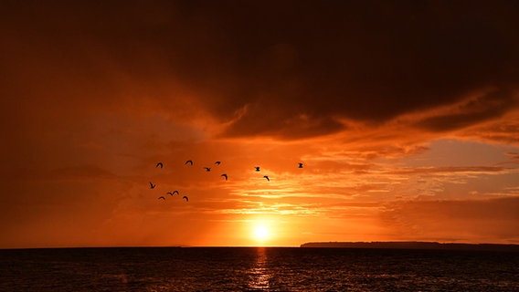 Ein Sonnenaufgang mit rotem Himmel und Möwen über dem Meer. © Grit Esche Foto: Grit Esche