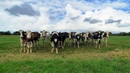 Eine Herde Kühe steht auf einer Weide und schaut Richtung Kamera © privat 