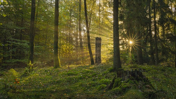 Sonnenlicht sucht seinen Weg durch den teils noch grünen Langenberger Forst © Peter Kuhr Foto: Peter Kuhr