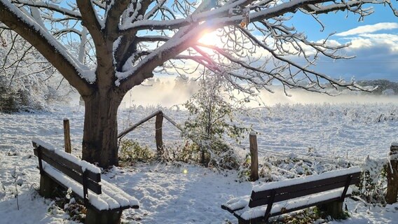 Zwei verschneite Bänke vor einem Baum durch dessen Äste die Sonne scheint. Es liegt Schnee. © Jana Salomon Foto: Jana Salomon